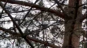 Воробьи против бельченка: гонки на дереве! 🐦🐿️"