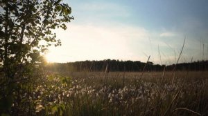 Закат в поле: умиротворение природы | Треск сверчков, пение птиц и шелест травы