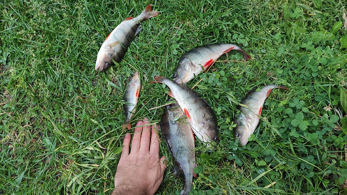 РЫБАЛКА ОТКРЫТИЕ ТРОЛЛИНГА 2025 смотреть онлайн