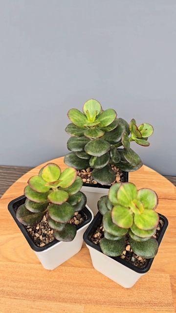 Крассула Мозаик (черенки)