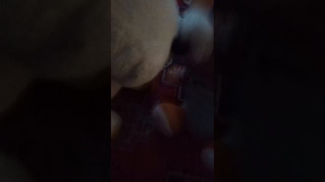 дискотека день белого собачки