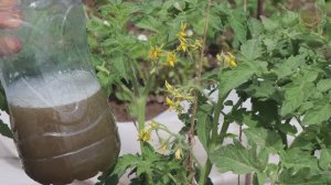 Подкормите этим цветущие помидоры в открытом грунте и теплице в июне. Урожайность повысится на 50%.