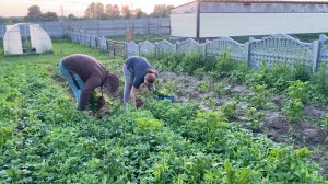 Срочно спасаем огород. Дом с выгулом для кур готов. Полезные обновки. Жизнь простых людей в деревне.