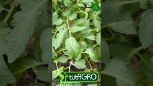 КАК ТОЛЬКО УВИДЕЛИ ТАКОЙ ЛИСТ У ТОМАТА - СРАЗУ СДЕЛАЙТЕ ЭТУ ПОДКОРМКУ! Кошачий коготь у томатов.