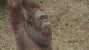 Нудисты,  Мистические Племена и Живые ВУЛКАНЫ – Добро Пожаловать в Индонезию!