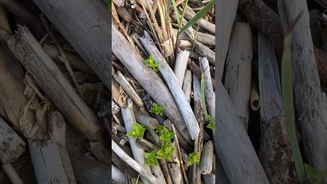 Спасла осу (1 часть) смотреть онлайн