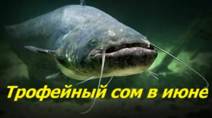 ТРОФЕЙНЫЙ СОМ в ИЮНЕ! МЕСТА и НАЖИВКИ для ЛОВЛИ СОМА ЛЕТОМ. СНАСТИ для РЫБАЛКИ на СОМА в ИЮНЕ