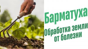 Обработка земли от болезни.