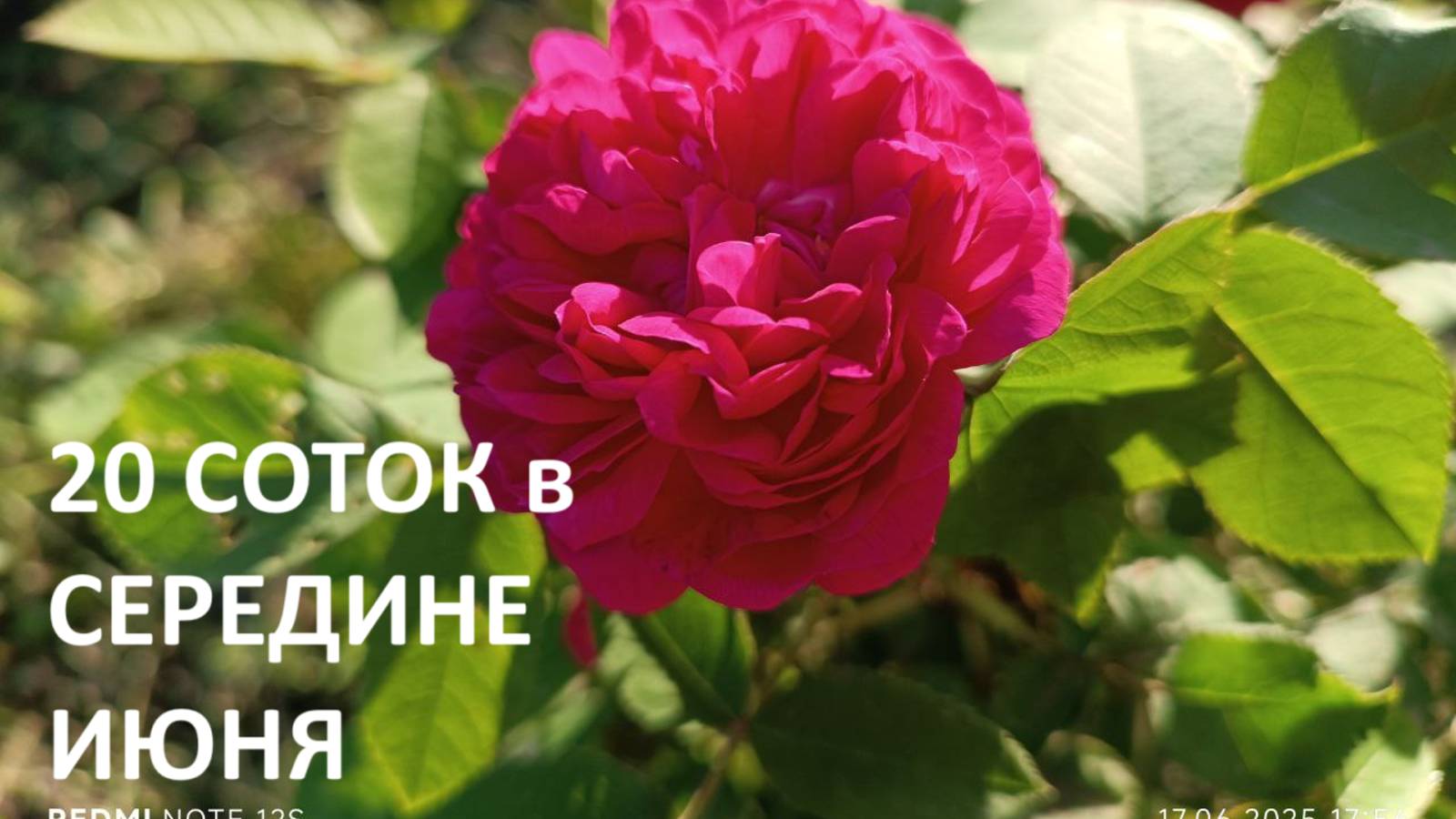 20 деревенских соток в середине июня//обзор огорода и теплицы. смотреть онлайн
