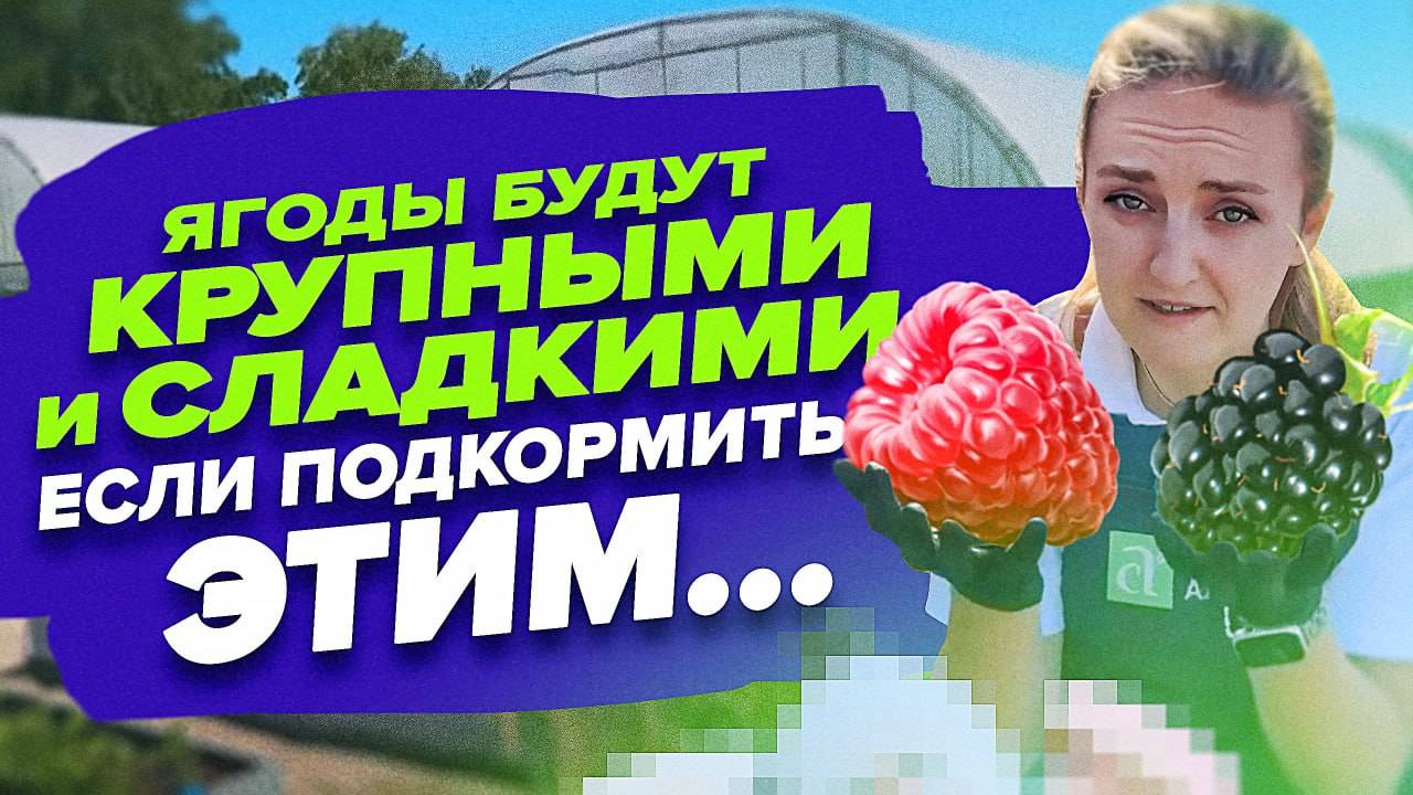 ЧЕМ ПОДКОРМИТЬ КЛУБНИКУ ПРИ НАЛИВЕ ЯГОД? смотреть онлайн