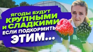 ЧЕМ ПОДКОРМИТЬ КЛУБНИКУ ПРИ НАЛИВЕ ЯГОД?