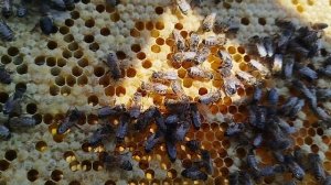 Объединение семей пчëл на медозбор, просто и без проблем но.