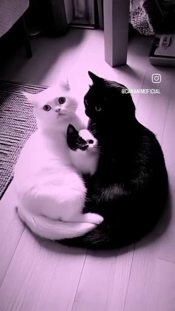 Поддержи подпиской