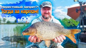 Нерестовый запрет?! Тогда мы за карпом!