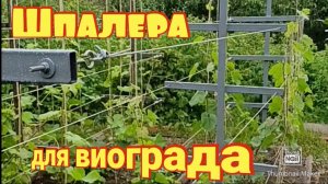 Шпалера под виноград из профильной трубы