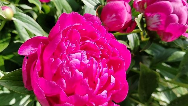 Пион 'Феликс Крусс' (Paeonia Felix Crousse) в нашем саду 2025 смотреть онлайн