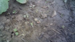 Наша тыква сорта "Богатырская сила" и кабачок "Цукеша"