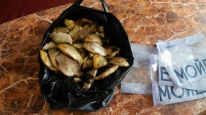 Караси и окуни на корм осетрам. Осетр ЛенКа в домашних условиях.