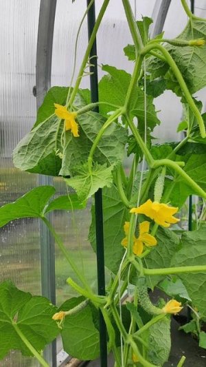 ЗАВЯЗИ у ОГУРЦОВ гниют, сохнут, чернеют? Опрыскивайте ТАК! #огород #огурцы #сад