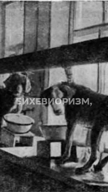 ЧЕЛОВЕК — это просто СИСТЕМА РЕАКЦИЙ? 🔍 Как бихевиоризм изменил психологию! #Наука