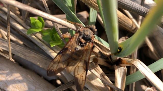 Спасла большую осу на Белом море смотреть онлайн