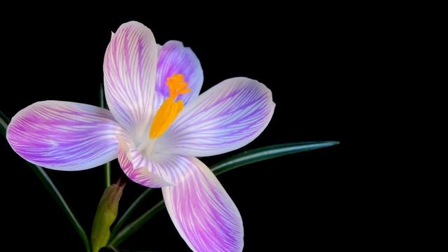 Happy-Birthday-Video-Card-Blooming-Flowers-&-Roses