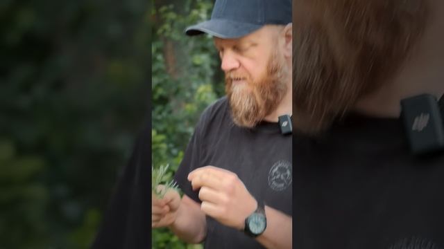 Полынь для чего полезна и лечебные свойства смотреть онлайн