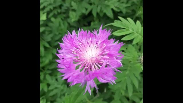 #красота#июнь#лето#началолета#прелестныецветы#чудесноелето#красотастрашнаясила#мелодия ..mp4 смотреть онлайн