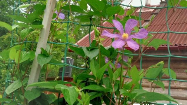 Цветы в июне смотреть онлайн