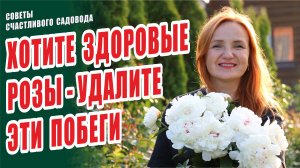 ХОТИТЕ ЗДОРОВЫЕ РОЗЫ - УДАЛИТЕ ЭТИ ПОБЕГИ. СЛЕПЫЕ, НЕРАЗВИТЫЕ, СЛЕПЫЕ НЕРАЗВИТЫЕ ПОБЕГИ РОЗЫ В САДУ