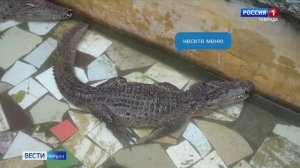 ВЕСТИ-КРЫМ «Звериные истории»: выпуск 18.06.2025