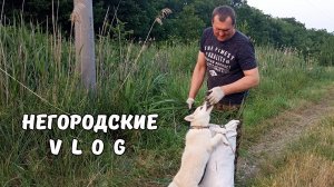 Земляники нет, зато нарезали камыша для НУТРИЙ. 04.06.25