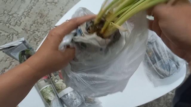 Распаковка. Коллекционные сорта хост 🪴😊 смотреть онлайн