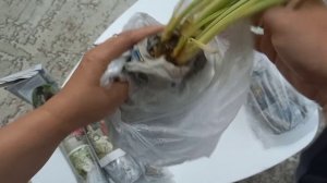 Распаковка.  Коллекционные сорта хост 🪴😊