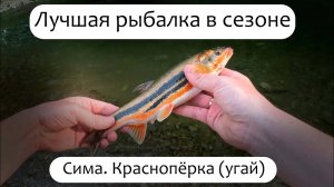 Лучшая рыбалка в этом сезоне. Сима. Красивая краснопёрка. #Рыбалка #Сима #Сахалин #Рыбалкасахалин