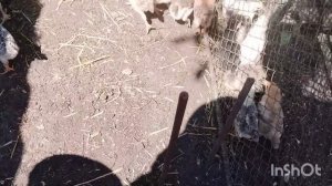 Сново одни/как живут в русской деревне