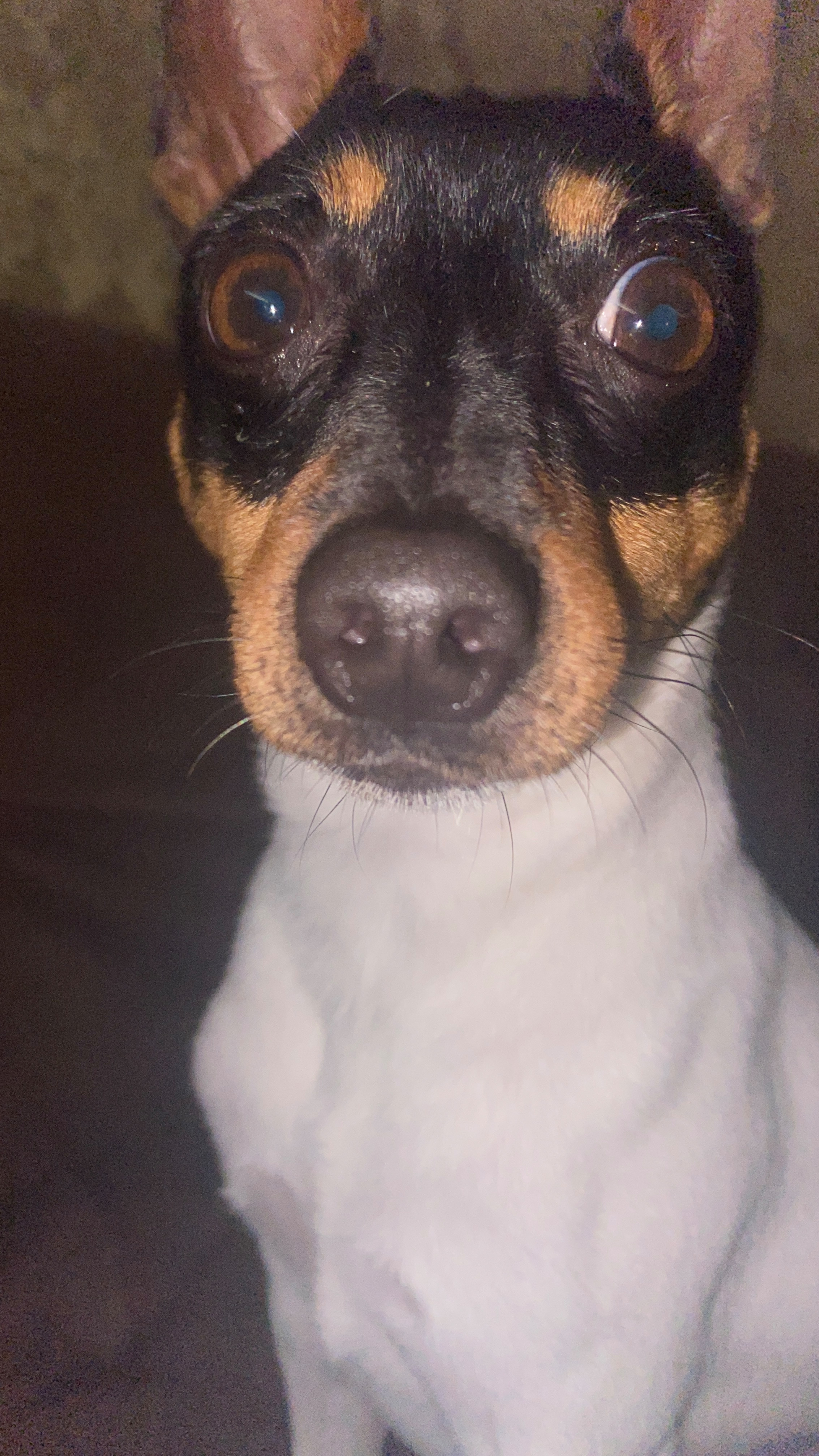 Паутинная Бровь