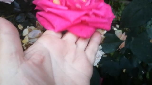 Немного роз