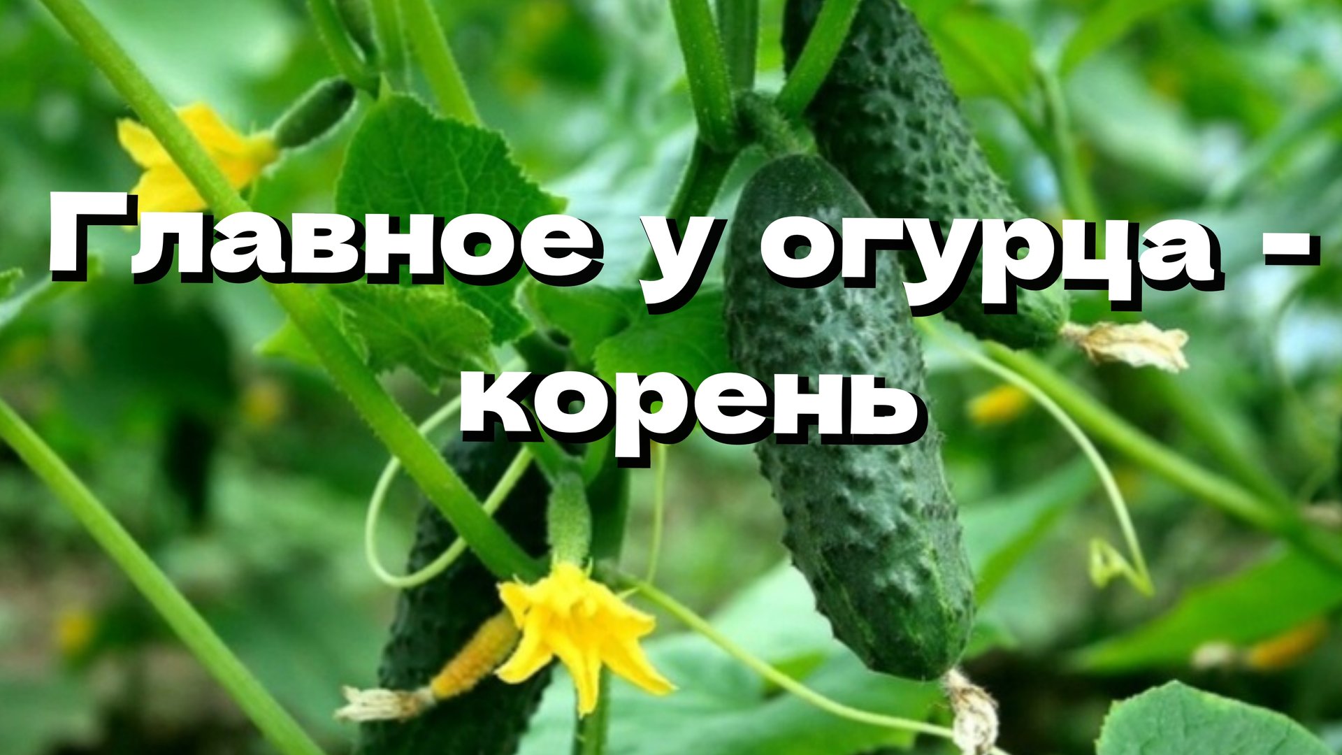 Подкормки и полив огурцов смотреть онлайн