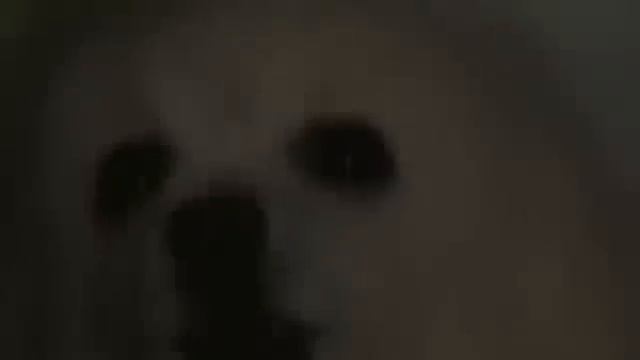 GABE THE DOG ORIGINAL VIDEO