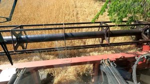 У нас начались обкосы зерновых на полях! Сегодня Васильевич покажет все подробно!