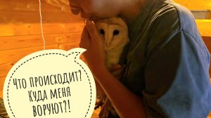 Сову сипуху Пухню схватили и увезли! Всё, погостили и хватит, сова возвращается в Москву