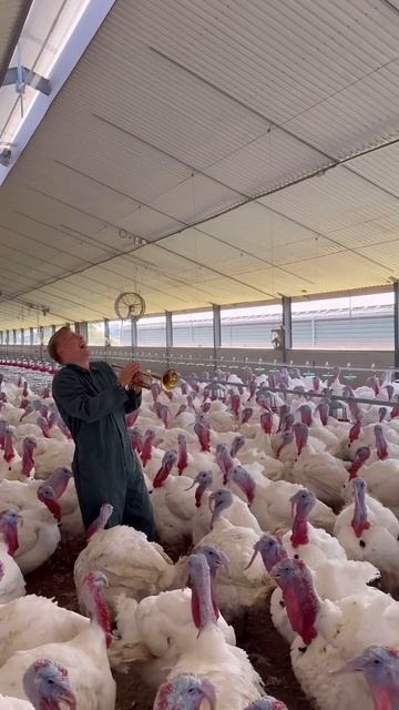 Труба и индюки! смотреть онлайн