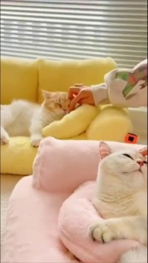 Смешные коты #61-3