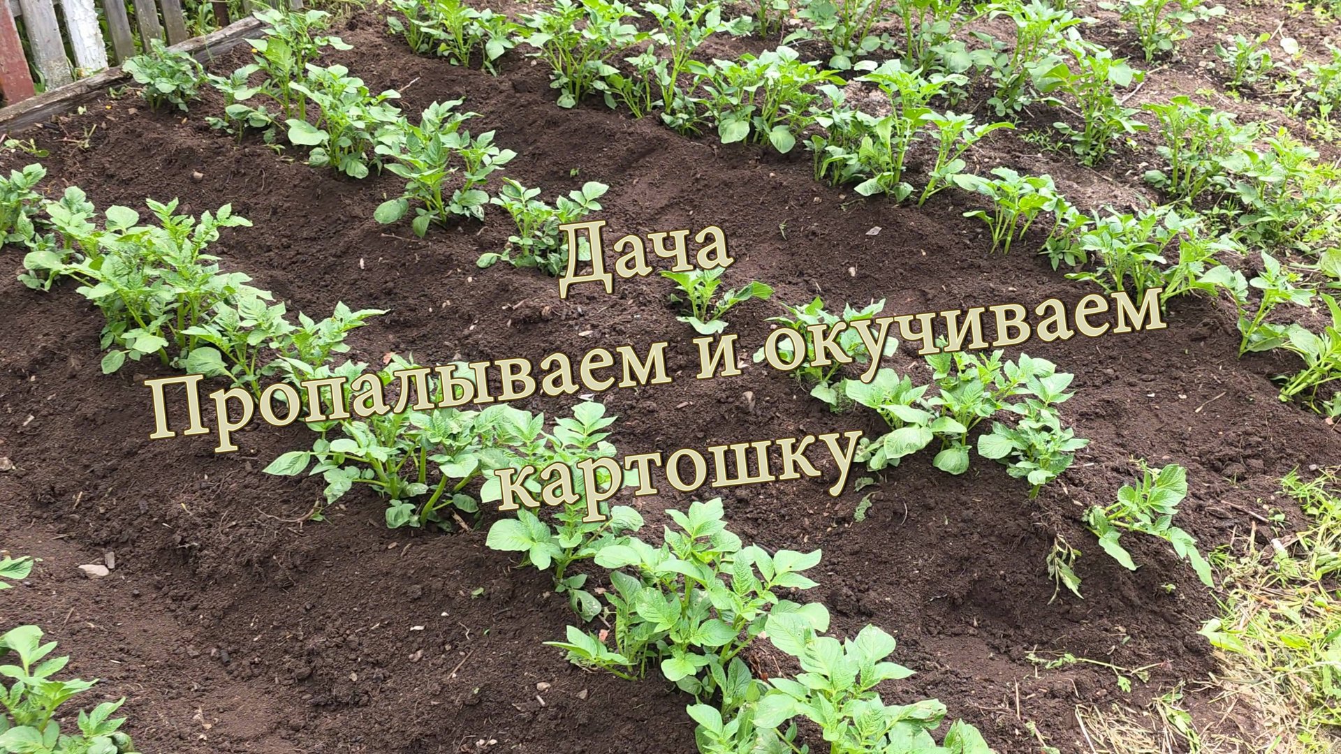Дача. Пропалываем и окучиваем картошку смотреть онлайн