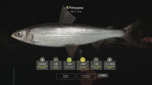 Русская Рыбалка 4 Трофей (Ряпушка) оз. Куори