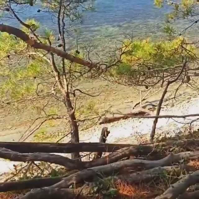 Путешествие с кошкой в кемпинге около Архипо Осиповки.