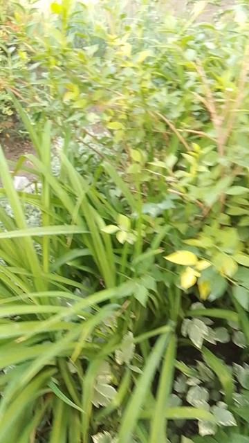 Прибралась в палисаднике.