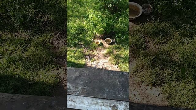 Кормлю птичек и себя смотреть онлайн