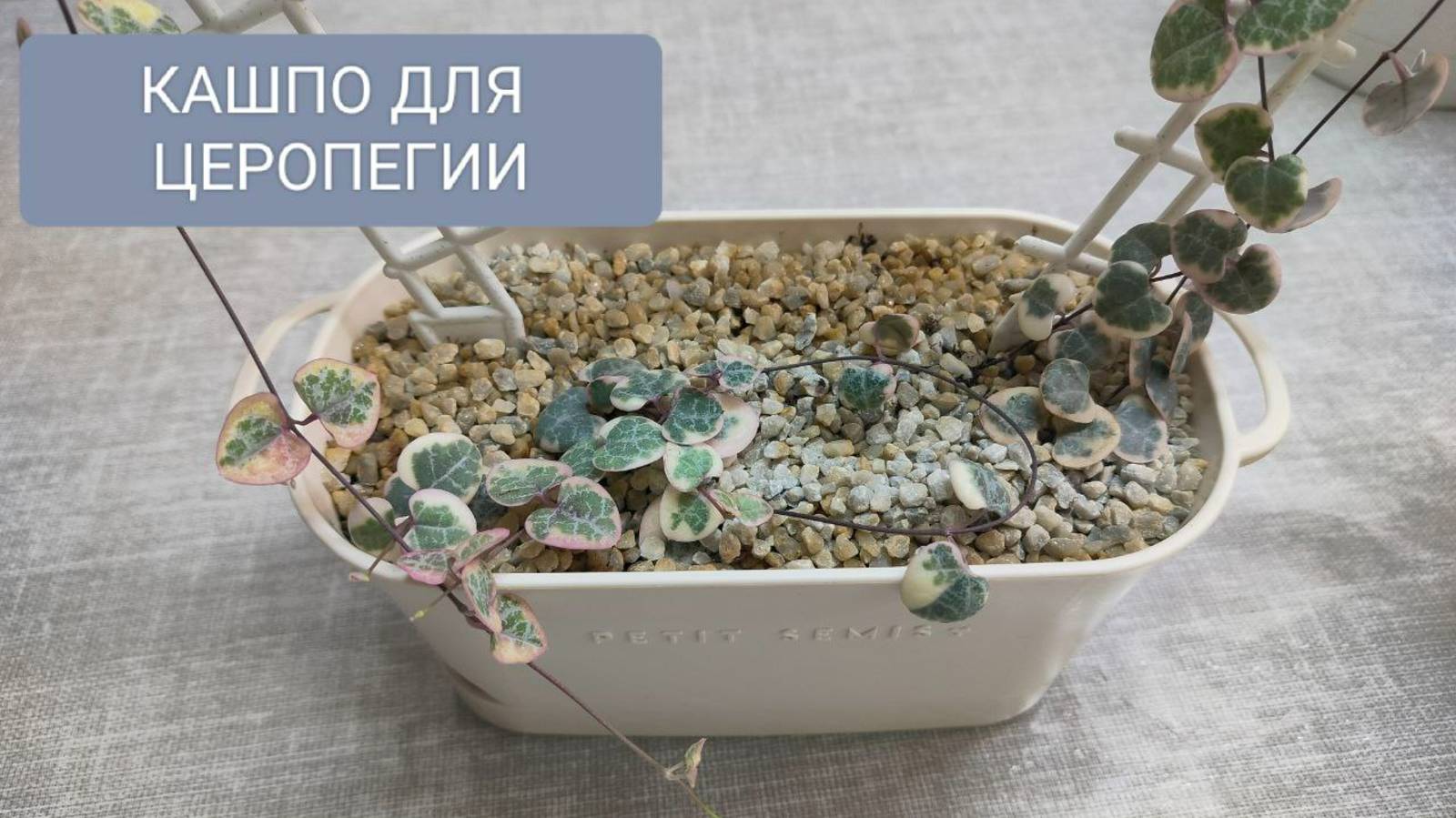 🟣⚪КАШПО ДЛЯ ЦЕРОПЕГИИ. ЧТО НУЖНО УЧЕСТЬ. смотреть онлайн